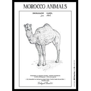 Les animaux du Maroc