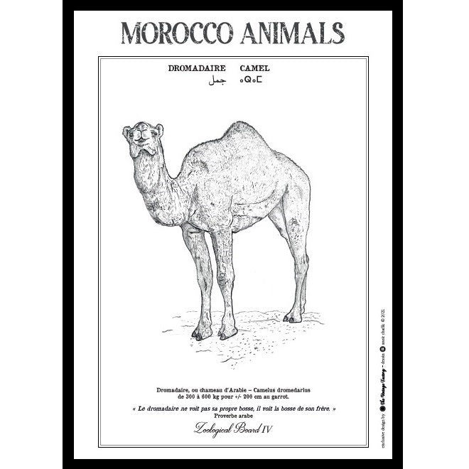 &lt;transcy&gt;The animals of Morocco&lt;/transcy&gt;
