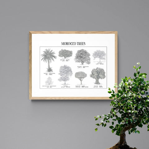 Planche botanique de 8 arbres du Maroc, collection Morocco Trees