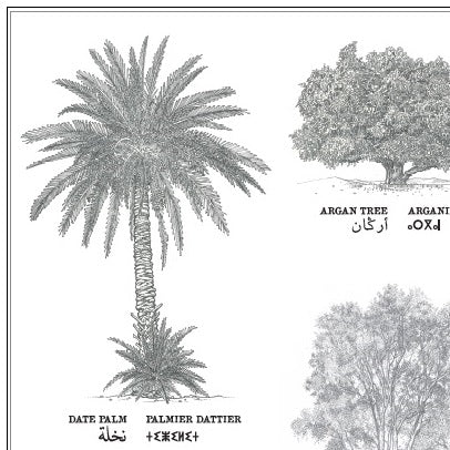 Trees Rabat Affiche : planche botanique de 8 arbres du Maroc, collection Morocco T ...
