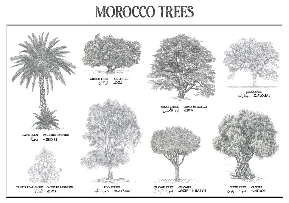 Trees Rabat Affiche : planche botanique de 8 arbres du Maroc, collection Morocco T ...