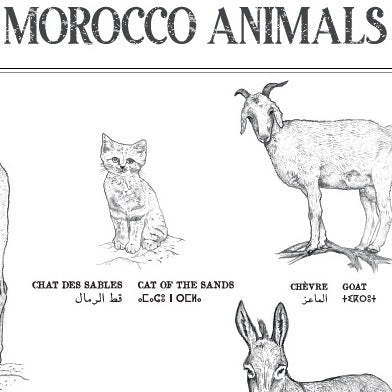 Planche zoologique de 8 animaux du Maroc, collection Morocco Animals