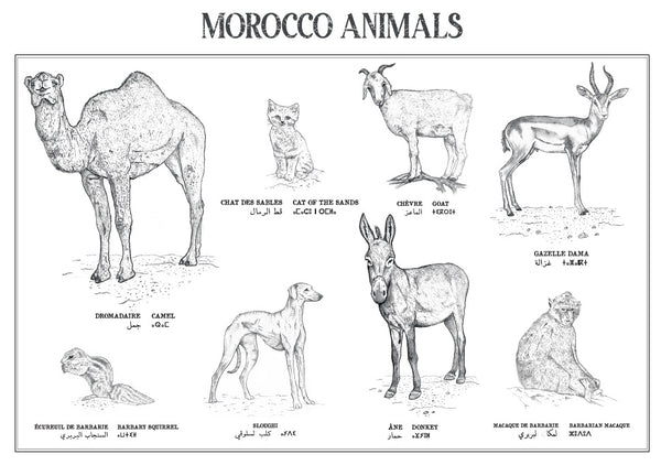 Affiche : planche zoologique de 8 animaux du Maroc, collection Morocco Animals