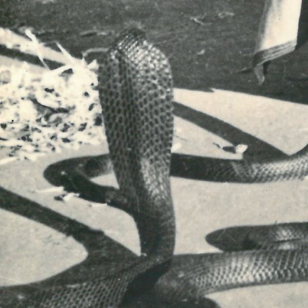 <transcy>Old view of Marrakech - A snake charmer - circa 1920</transcy>